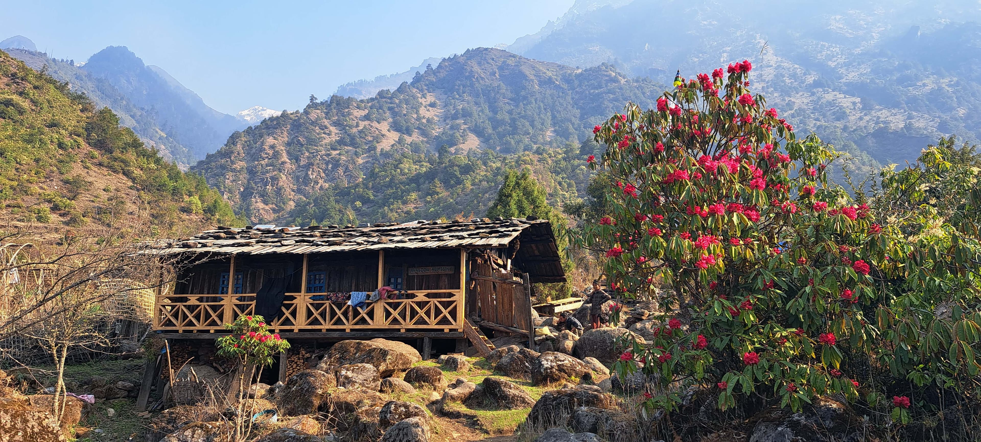 A scening view of Rhododendron in Kanchenjunga Region capture by Trek 8586, an unforgettable trekking experience