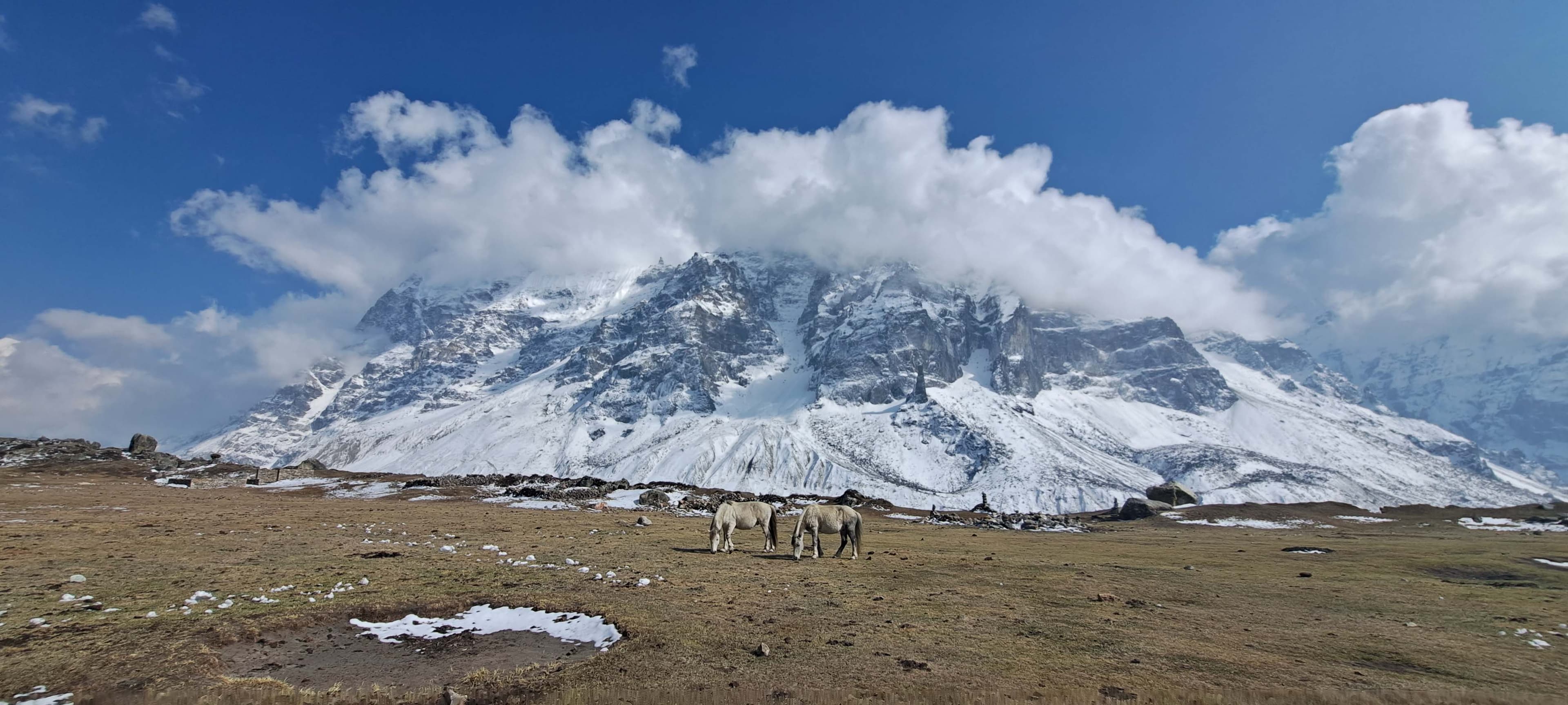 Hoses grazing in Kanchenjunga Region sorrounded by himalayas in Kanchenjunga Region, Captured by Trek 8586