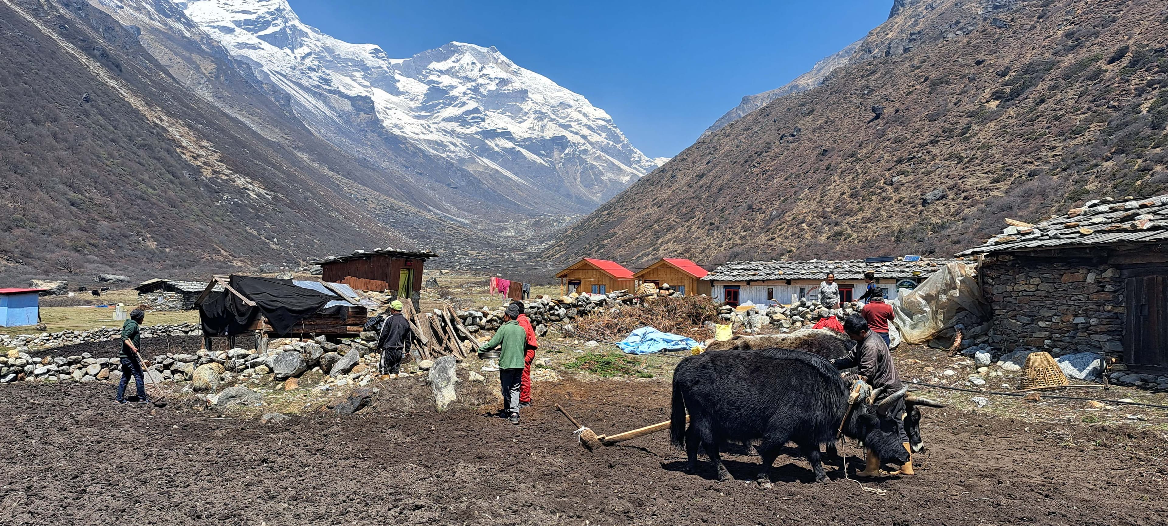 People cattling in the Kanchenjunga Region, sorrounded by breathtaking view of himalayas in kanchenjunga Region