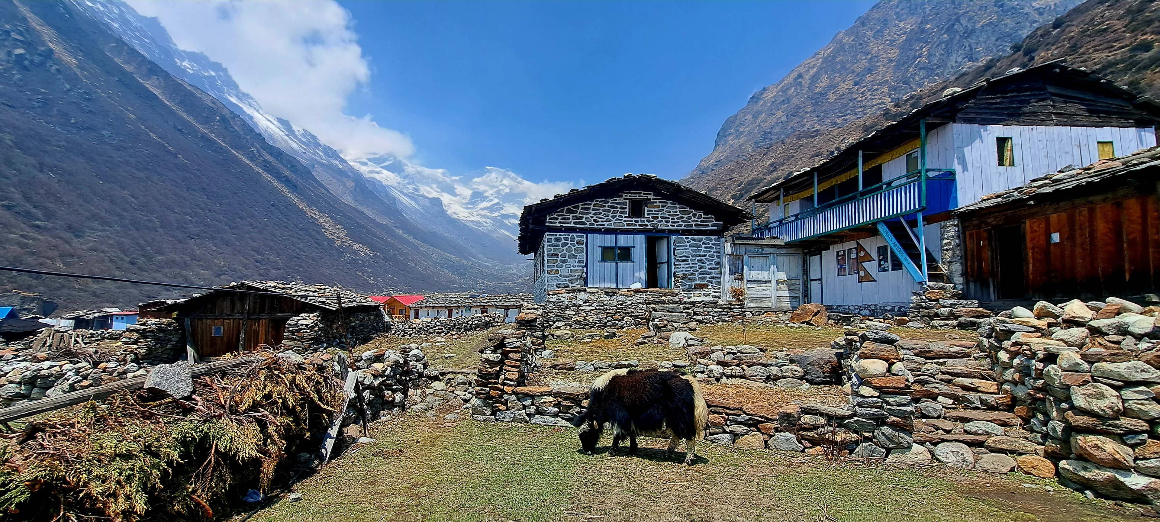 Trek 8586 exploring the diverse beauty of the Kanchenjunga Region