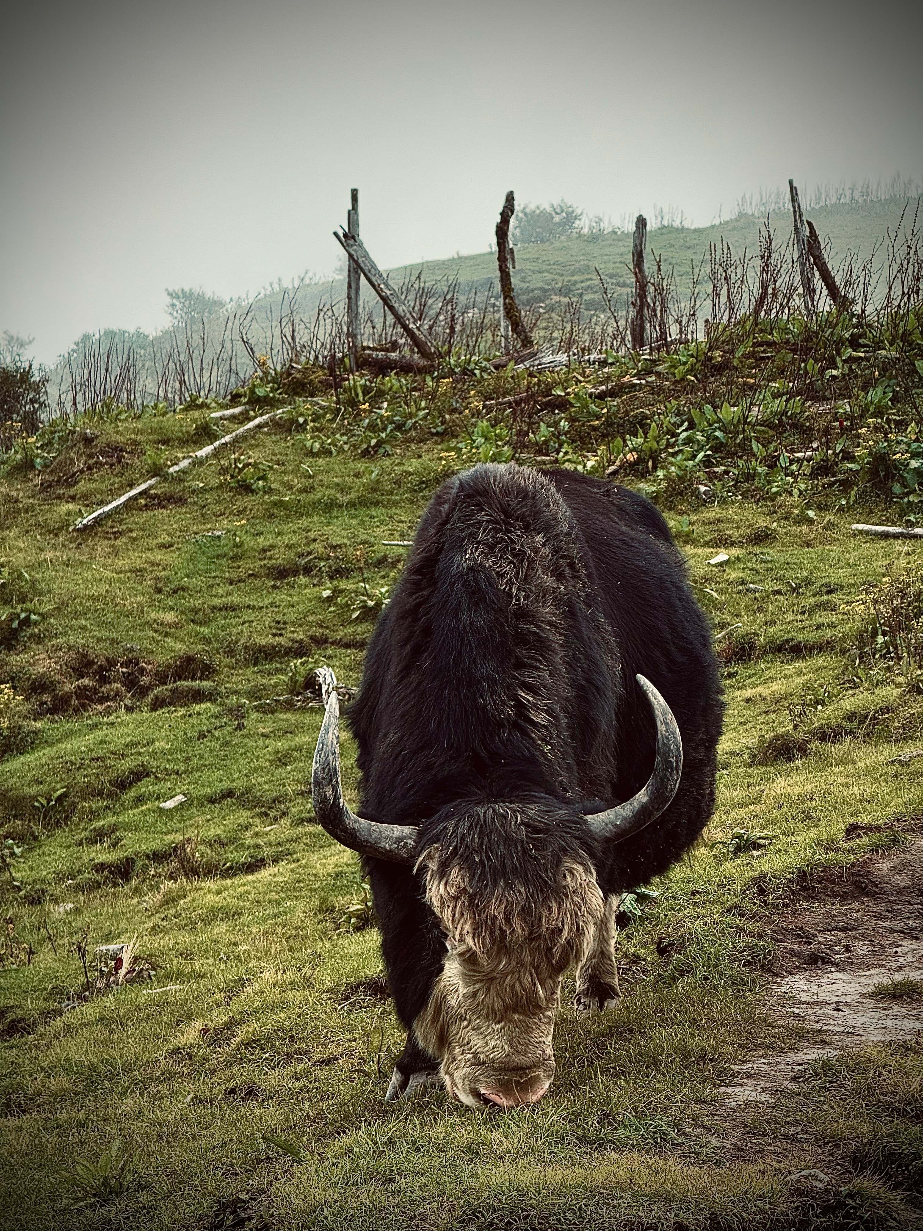 Yaks found captured during Timbung Pokhari Trek by Trek 8586, offering panoramic views of the Kanchenjunga Region