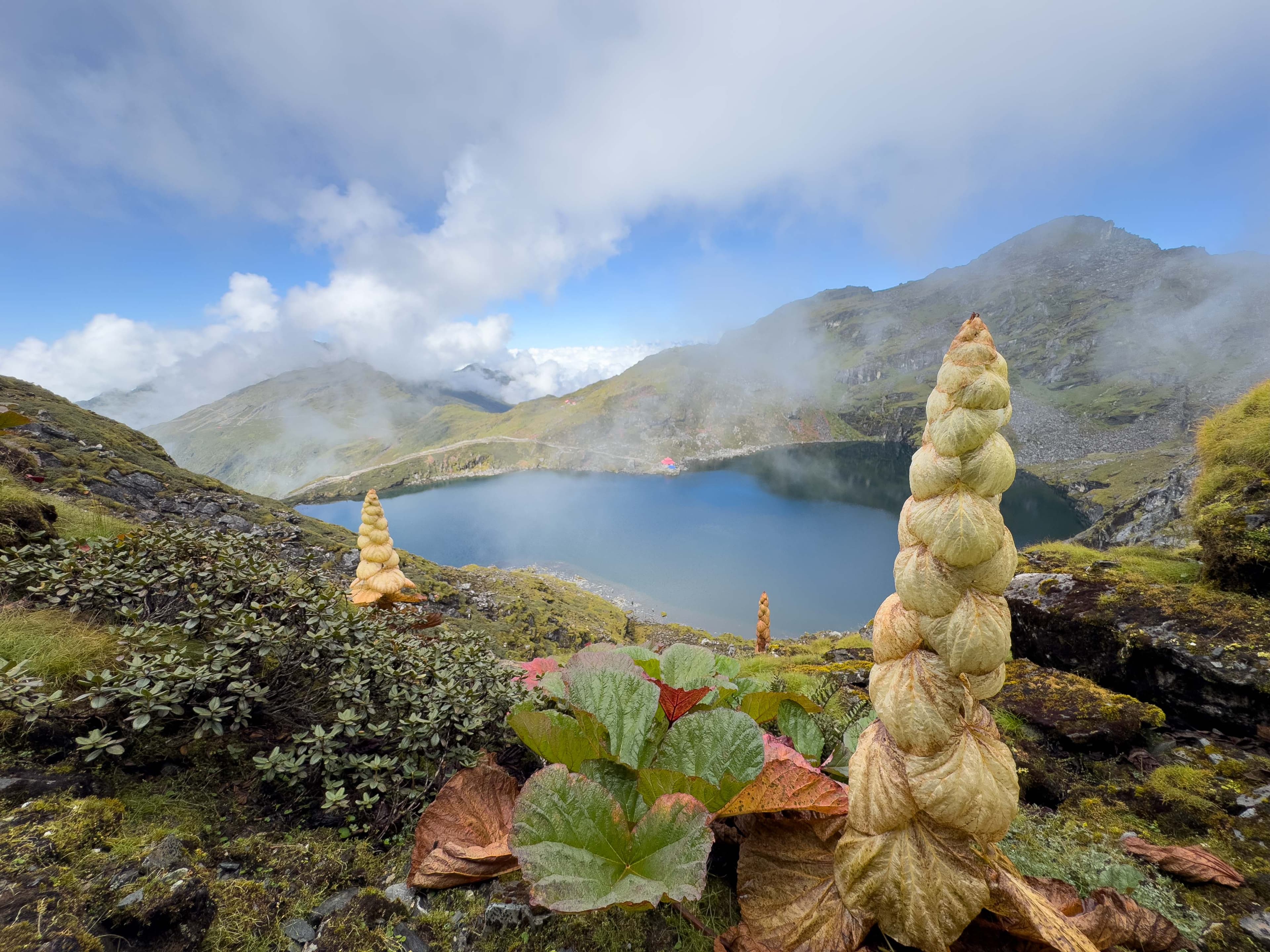 Landscape view of Timbung Pokhari with kenjo flowers blooming only found in Kanchenjunga Region’s, a highlight of the Trek 8586 adventure