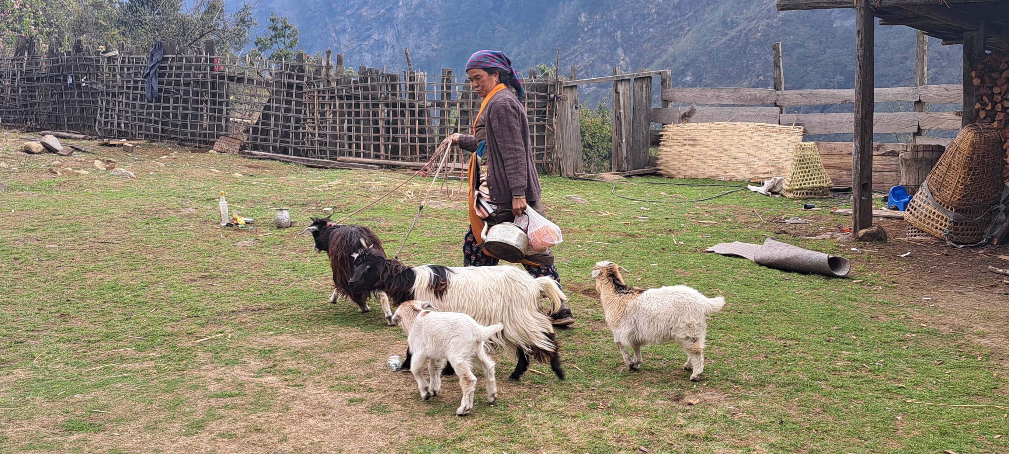 A woman cattling in the Kanchenjunga Region, a trekker’s paradise