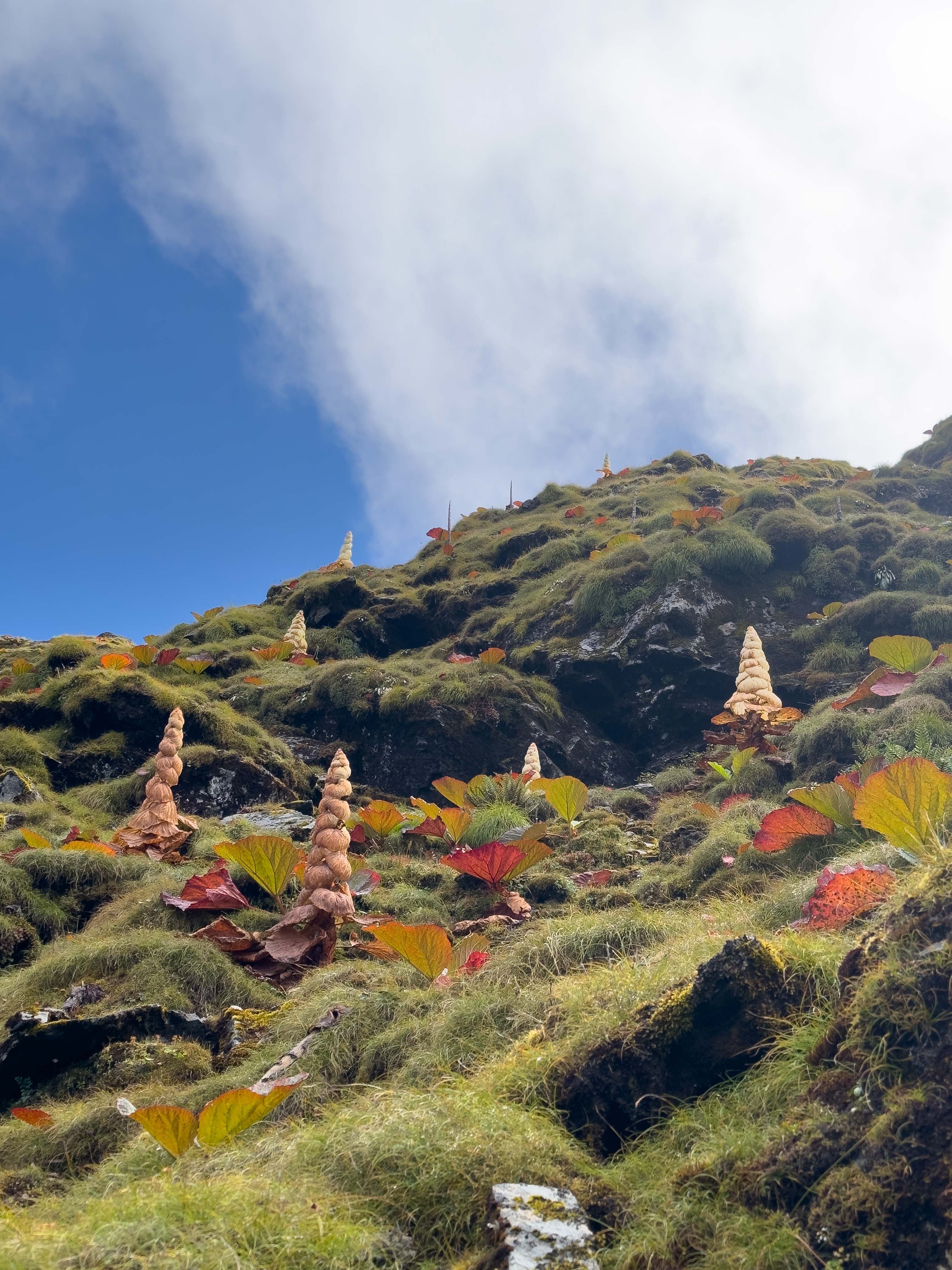 View of Kenjo Flower blooming in Timbung Pokhari captured during trek byTrek 8586 in the Kanchenjunga Region